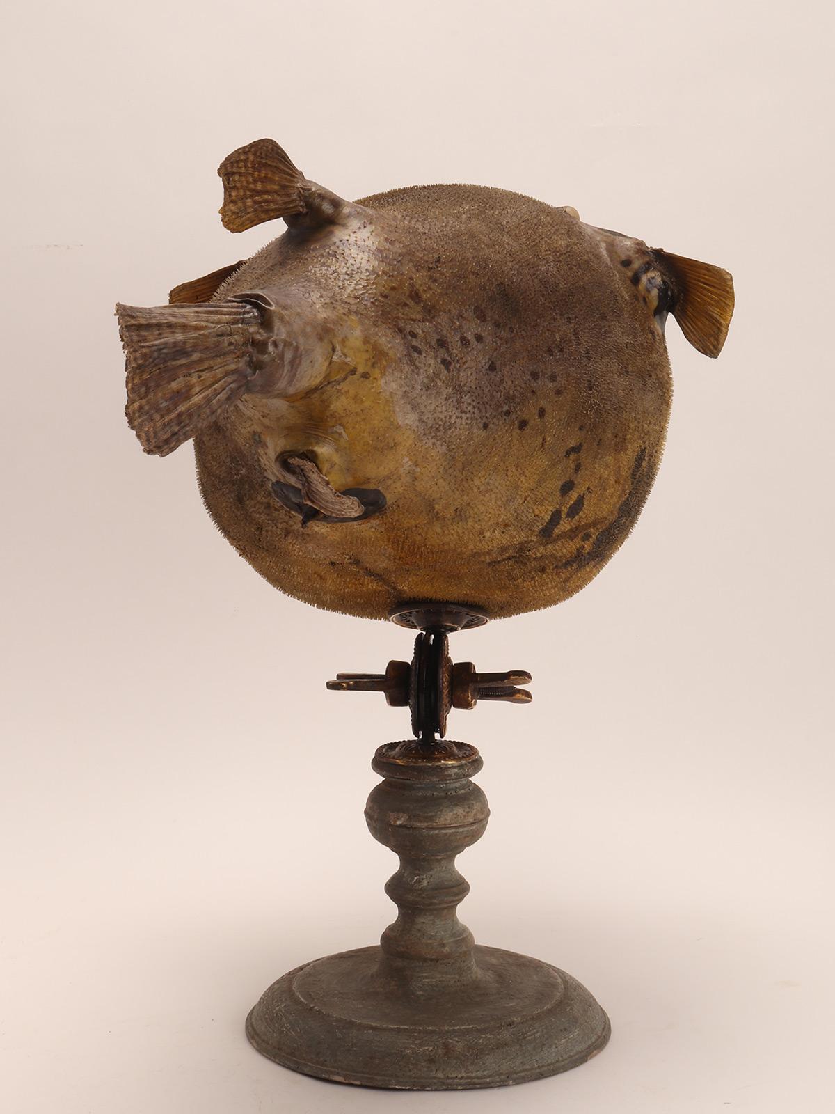 19th Century Taxidermy marine specimen: a Puffer fish, Italy 1870. For Sale