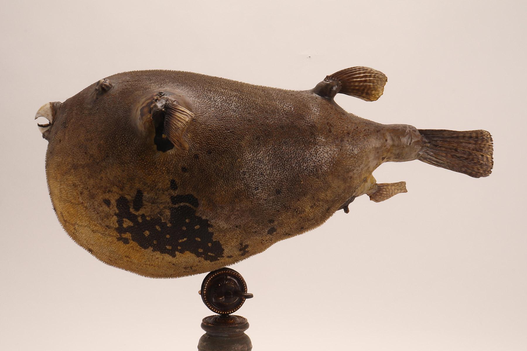 Brass Taxidermy marine specimen: a Puffer fish, Italy 1870. For Sale