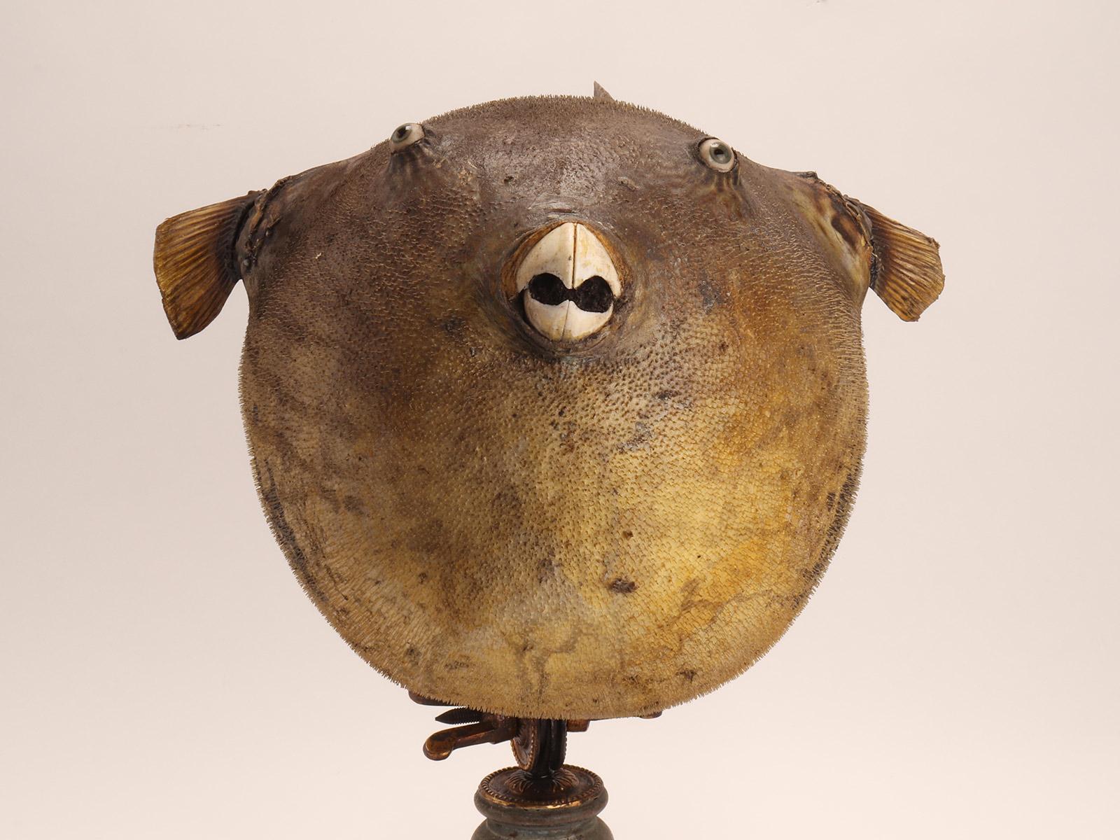 Taxidermy marine specimen: a Puffer fish, Italy 1870. For Sale 1