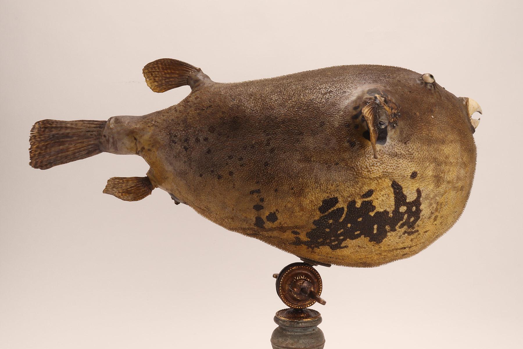 Taxidermy marine specimen: a Puffer fish, Italy 1870. For Sale 2