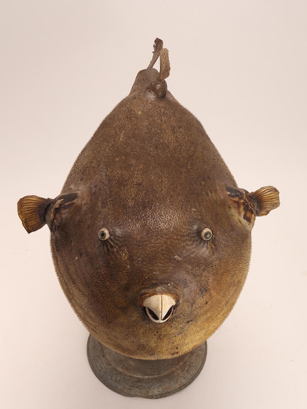 Taxidermy marine specimen: a Puffer fish, Italy 1870. For Sale 3