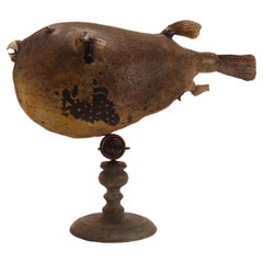 Taxidermy marine specimen: a Puffer fish, Italy 1870.