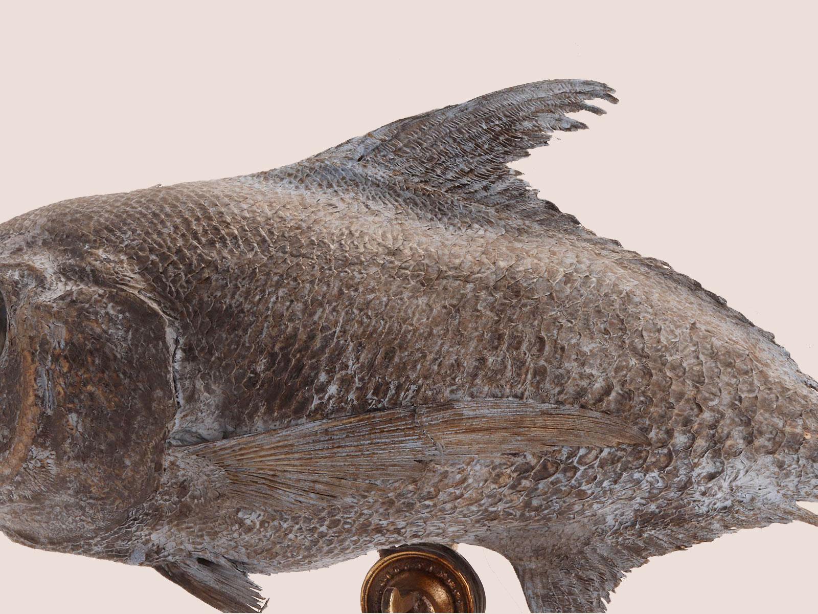 Esemplare marino tassidermico: un pesce Sickle Pomfret, Italia 1870. in vendita 5