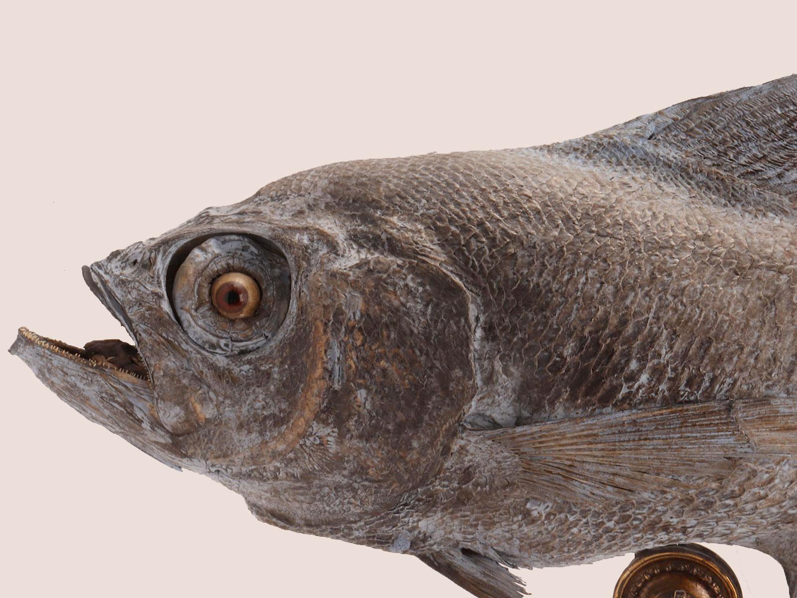 Esemplare marino tassidermico: un pesce Sickle Pomfret, Italia 1870. in vendita 6
