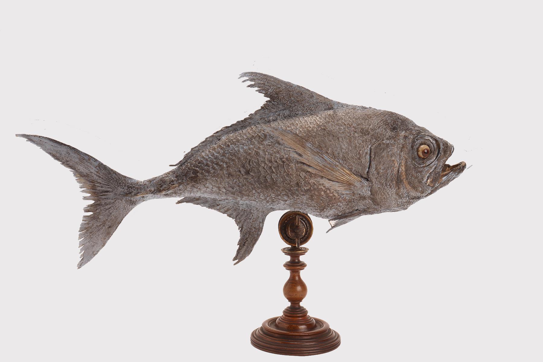 Esemplare di tassidermia marina naturale Wunderkammer, falcetto imbalsamato (Familia: Bramidae). Genere: Taractes. Specie: Rubescens). Il campione è imbottito e montato su una base che ruota di 360 gradi sul proprio asse e si inclina e si blocca con