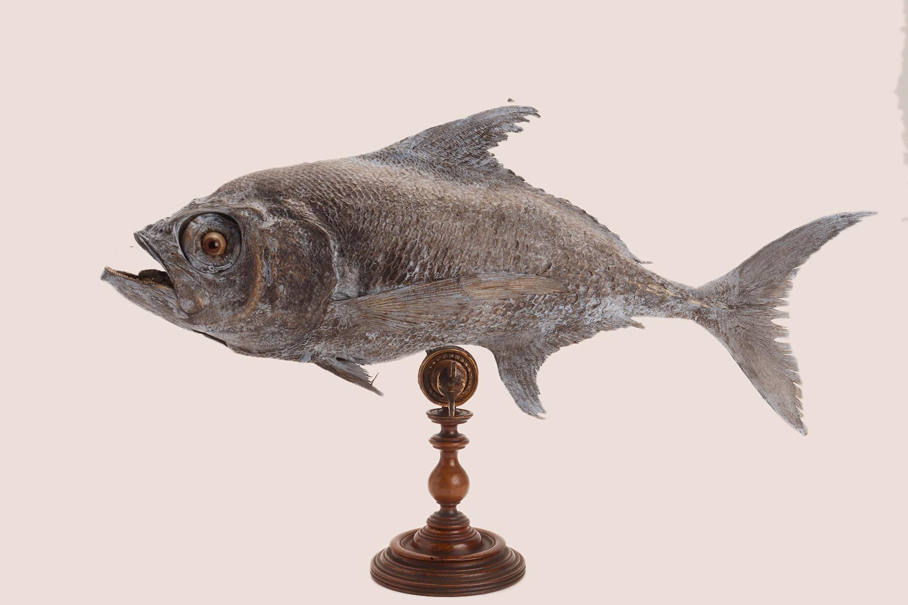 Italiano Esemplare marino tassidermico: un pesce Sickle Pomfret, Italia 1870. in vendita