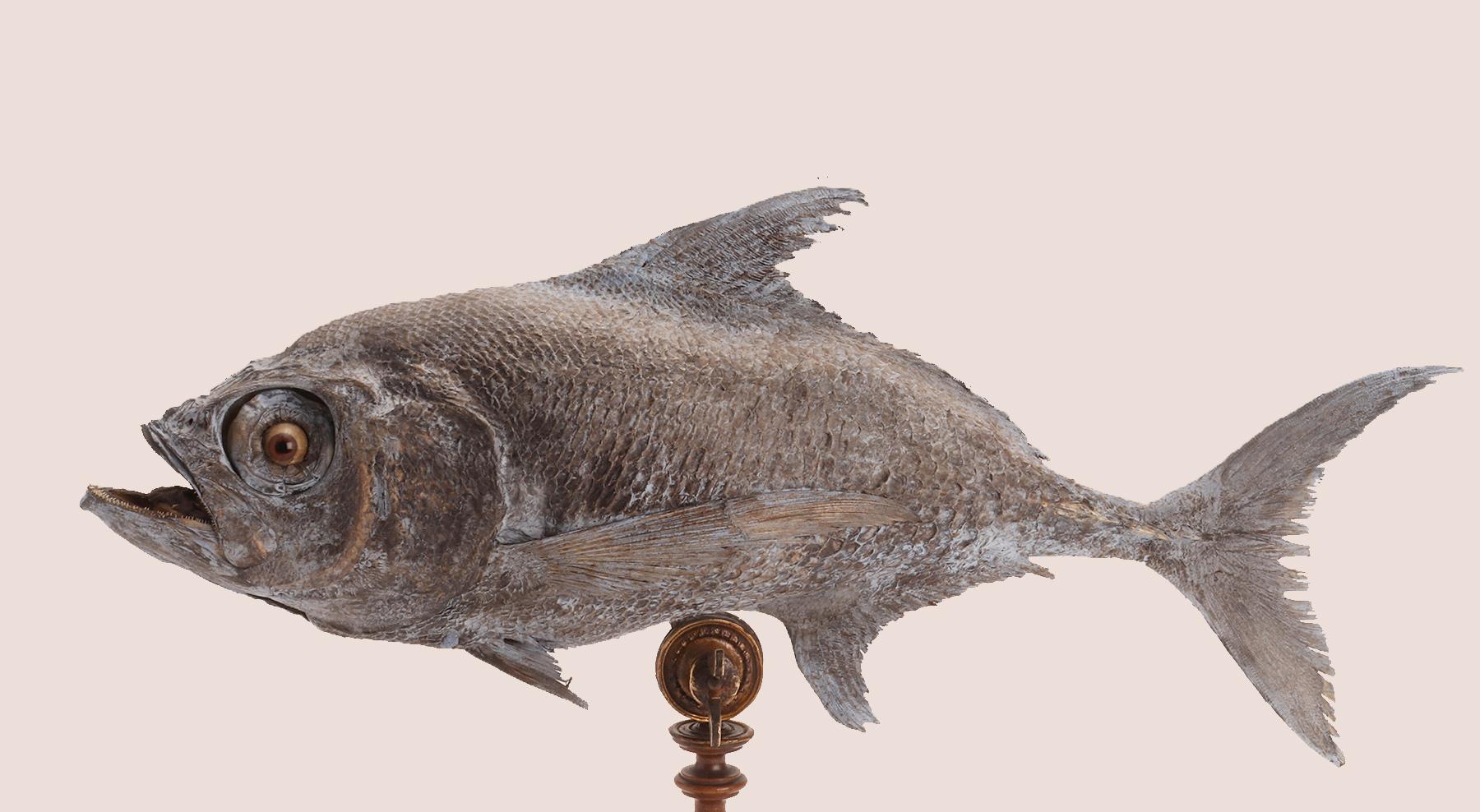 Esemplare marino tassidermico: un pesce Sickle Pomfret, Italia 1870. In condizioni buone in vendita a Milan, IT
