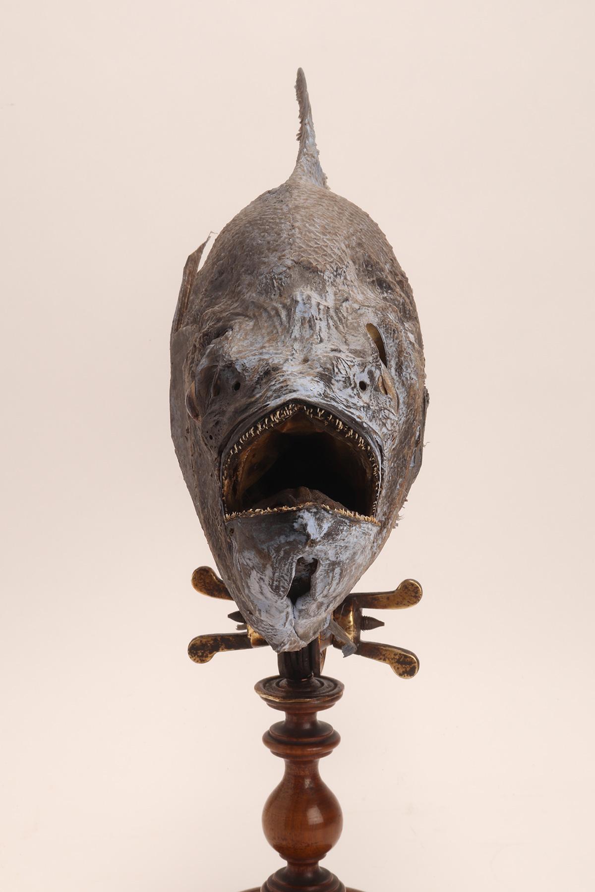 XIX secolo Esemplare marino tassidermico: un pesce Sickle Pomfret, Italia 1870. in vendita