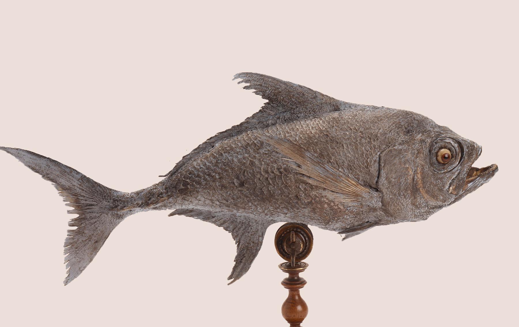Ottone Esemplare marino tassidermico: un pesce Sickle Pomfret, Italia 1870. in vendita