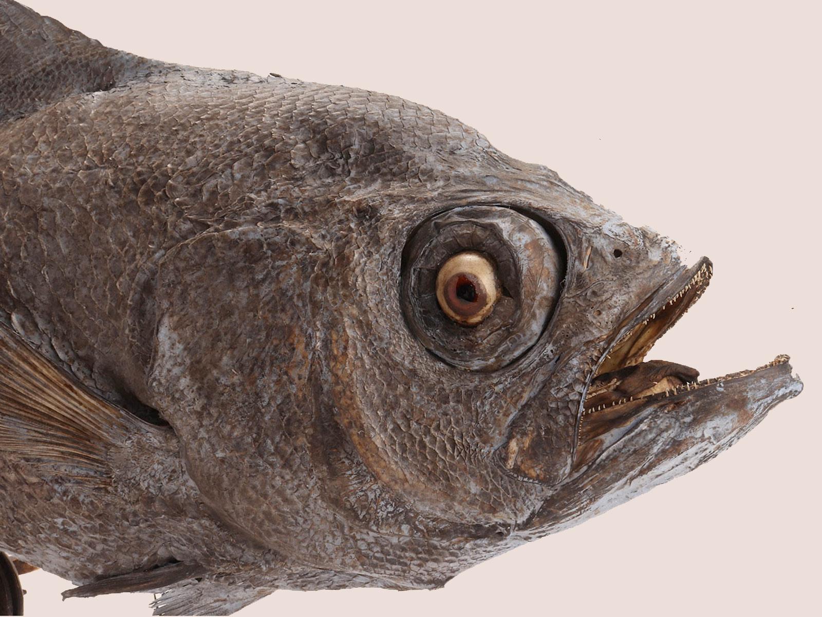 Esemplare marino tassidermico: un pesce Sickle Pomfret, Italia 1870. in vendita 1