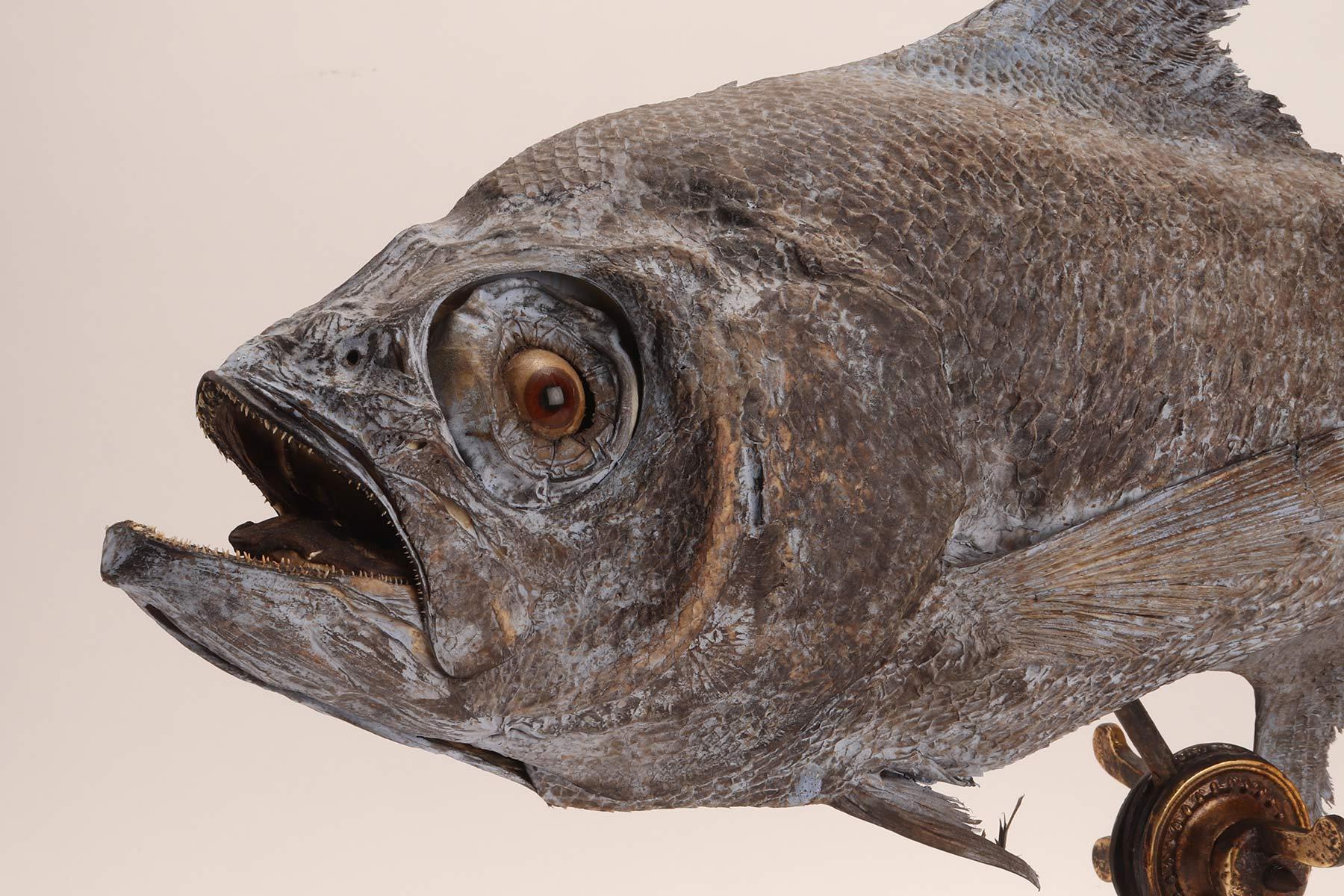 Esemplare marino tassidermico: un pesce Sickle Pomfret, Italia 1870. in vendita 2