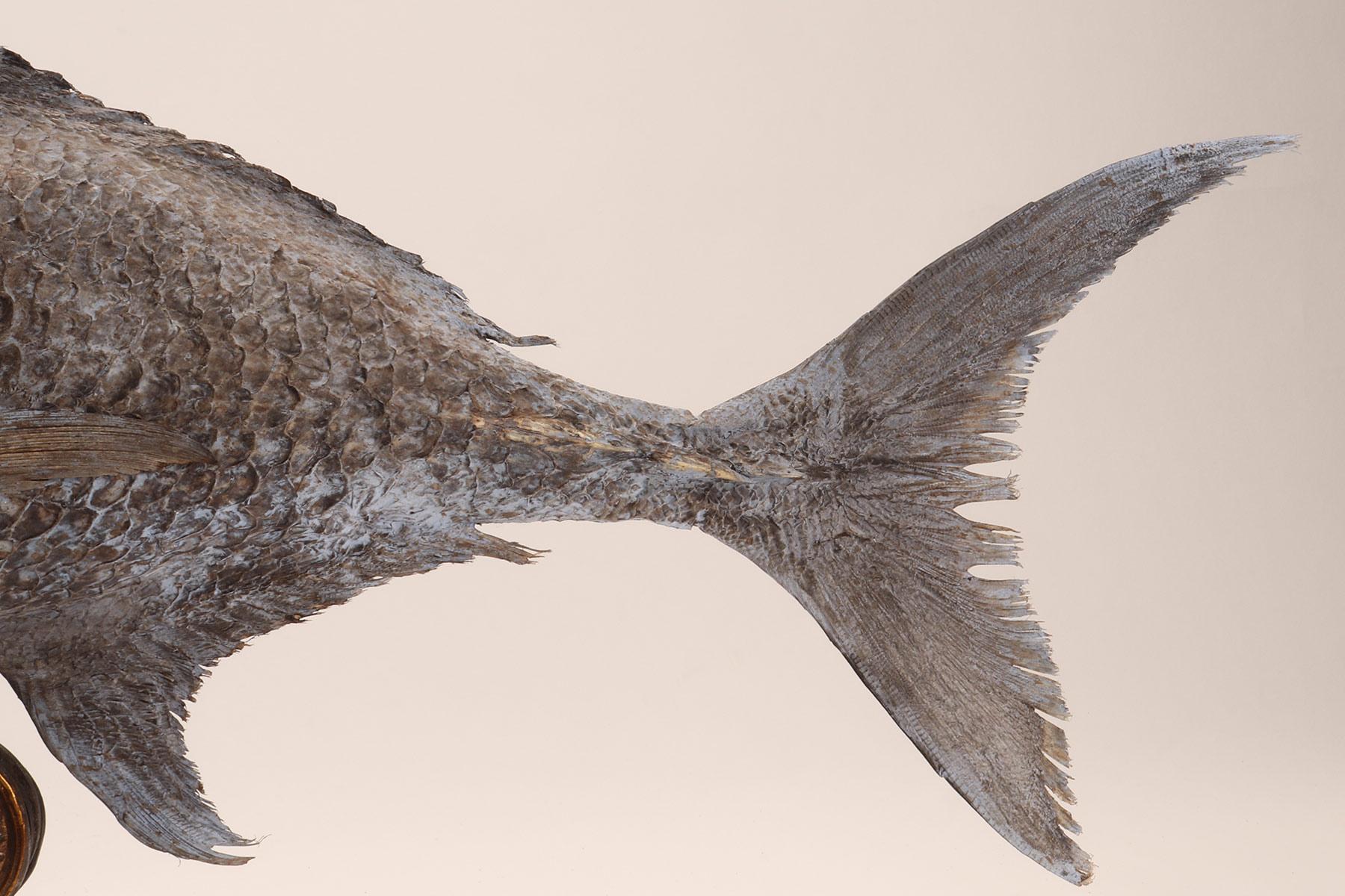 Esemplare marino tassidermico: un pesce Sickle Pomfret, Italia 1870. in vendita 3