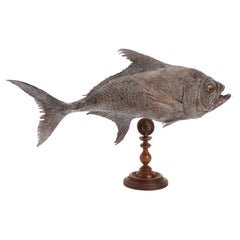 Taxidermy marine specimen: a Sickle Pomfret fish, Italy 1870.