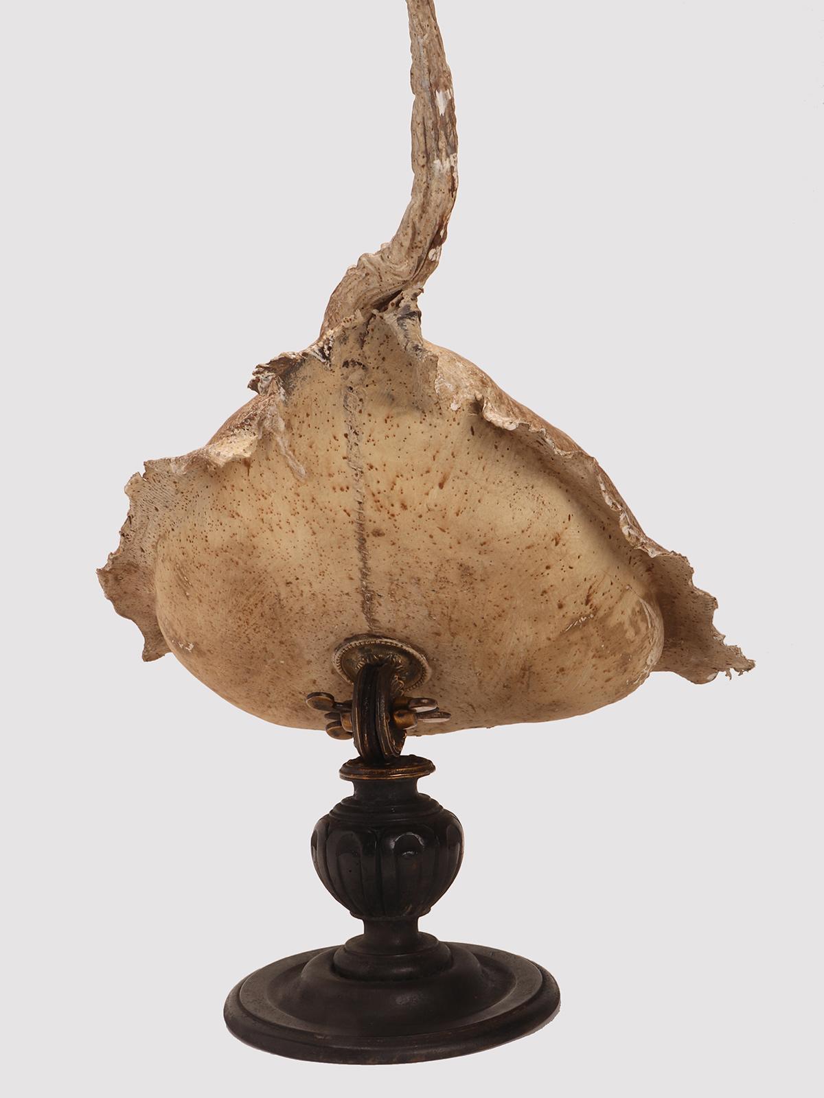 Taxidermy marine specimen: a Stingray fish, Italy 1870. For Sale 4