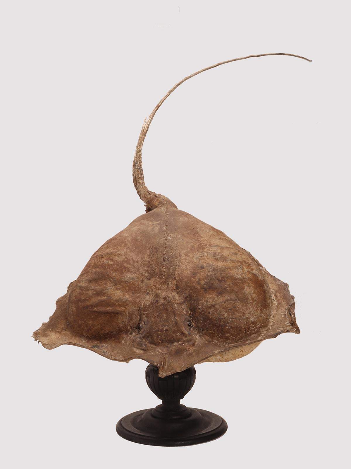 Taxidermy marine natural Wunderkammer specimen, embalmed Stingray (Raja Clavata). The Specimen is stuffed and mounted over a base that rotates 360 degrees on its own axis and tilts and locked with a double-wing brass hinge. The rotating base is in