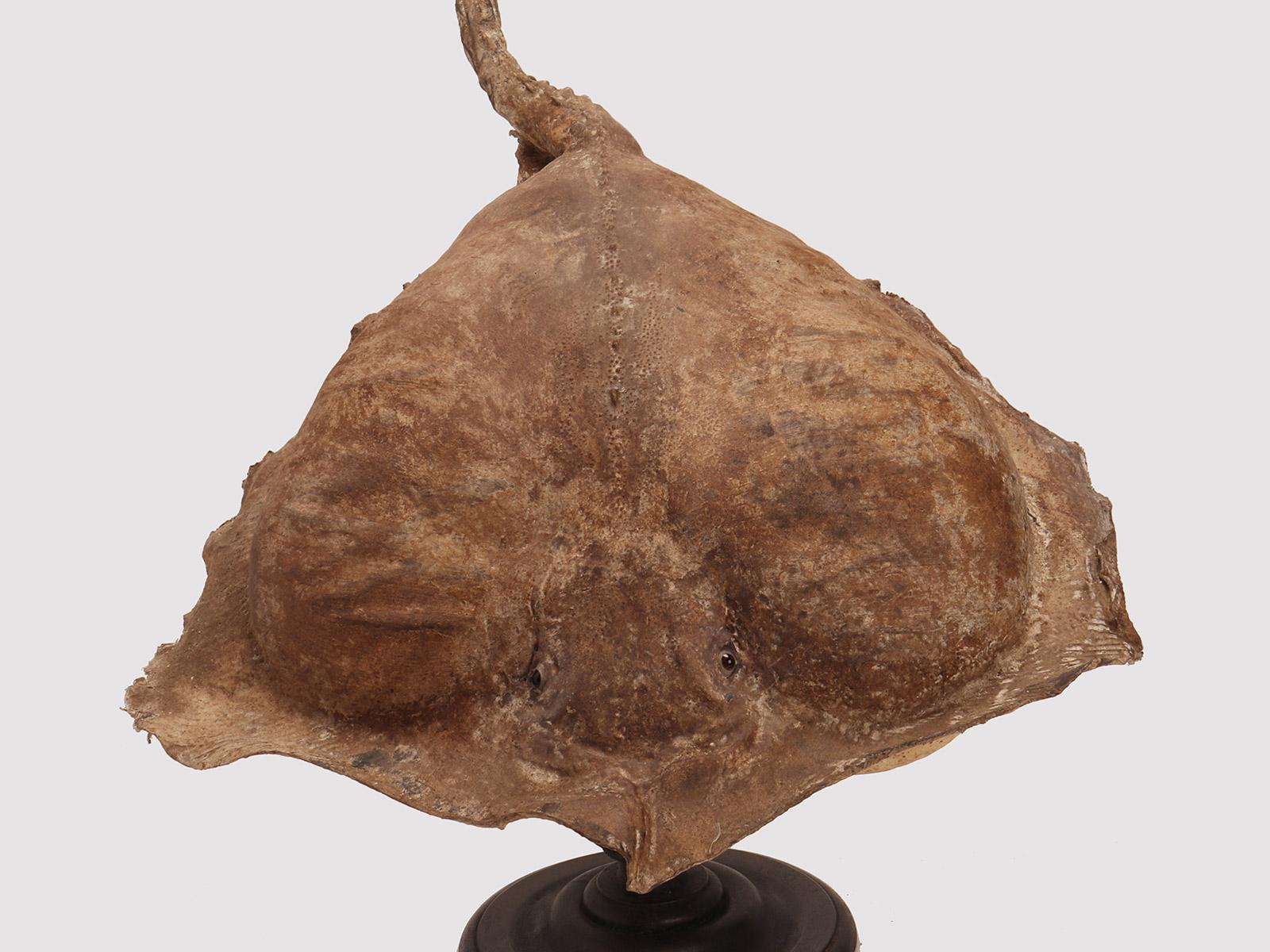 Italian Taxidermy marine specimen: a Stingray fish, Italy 1870. For Sale