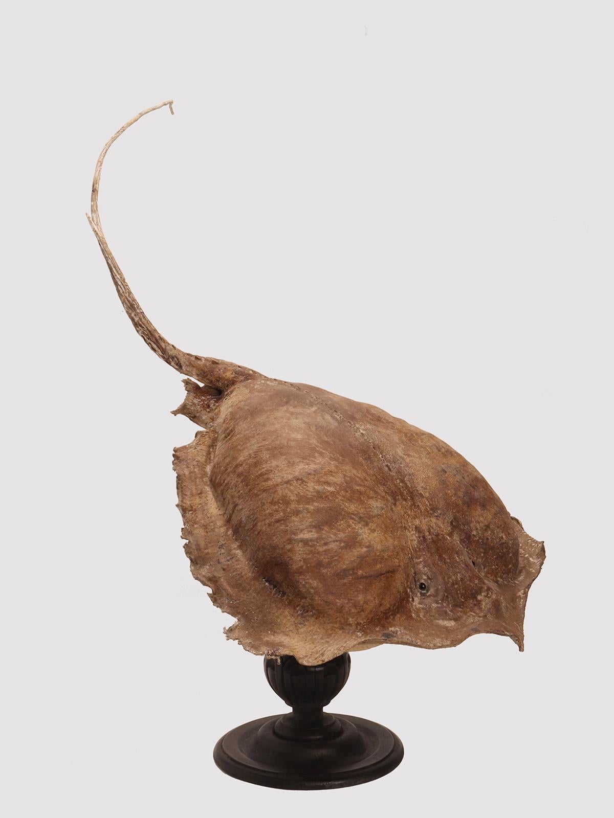 Taxidermy marine specimen: a Stingray fish, Italy 1870. In Good Condition For Sale In Milan, IT