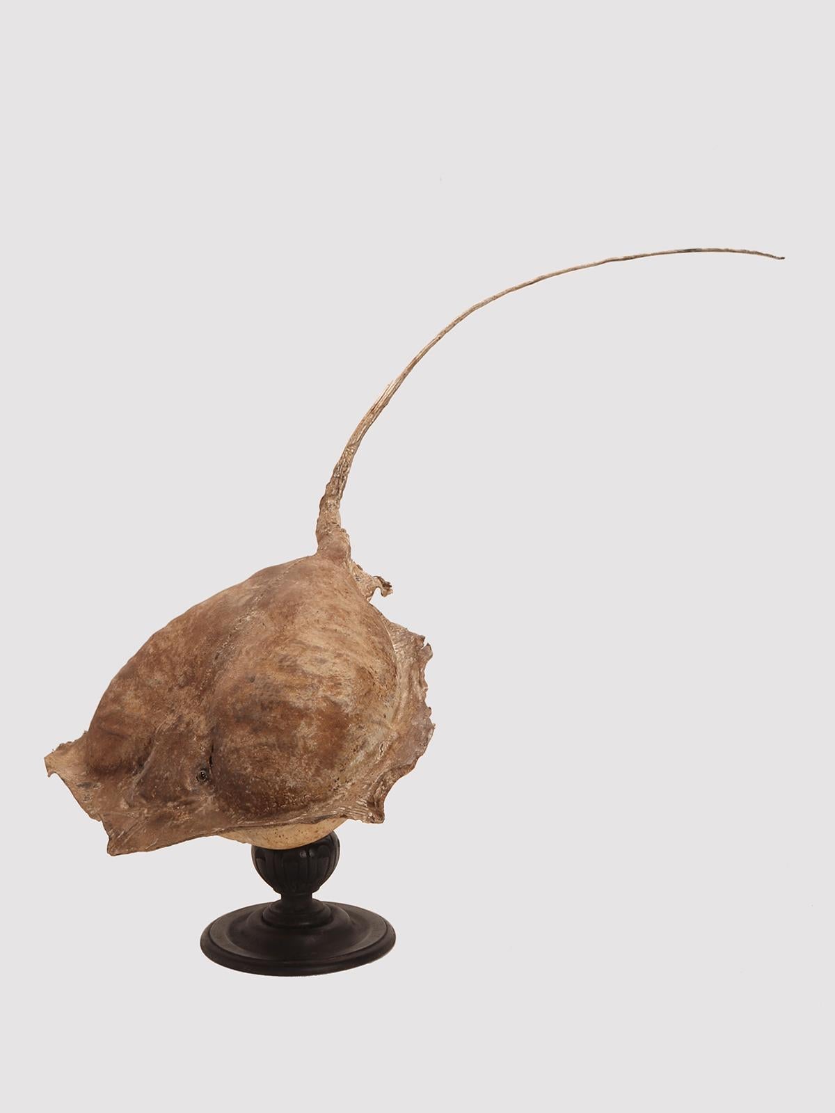 19th Century Taxidermy marine specimen: a Stingray fish, Italy 1870. For Sale