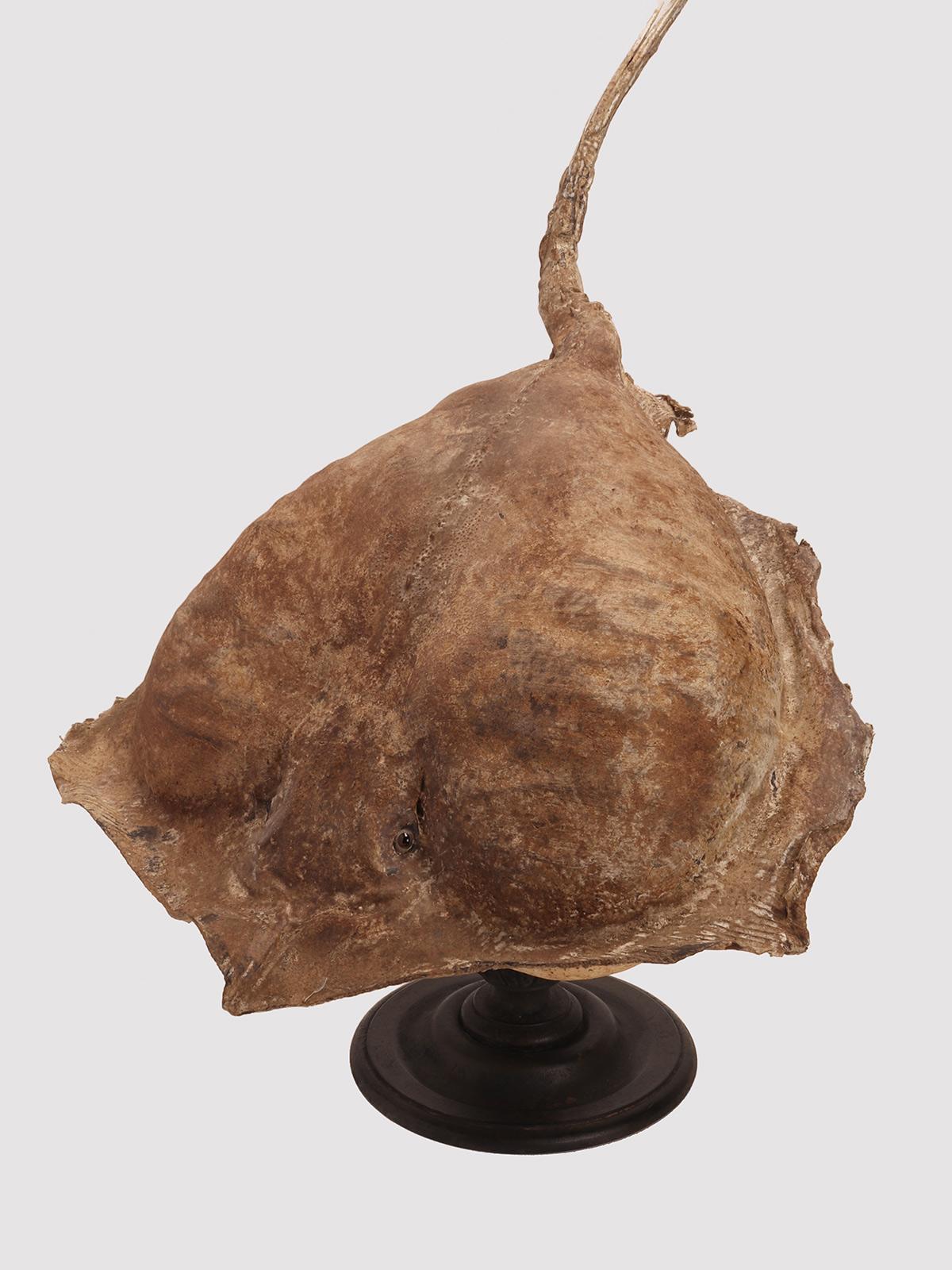 Brass Taxidermy marine specimen: a Stingray fish, Italy 1870. For Sale