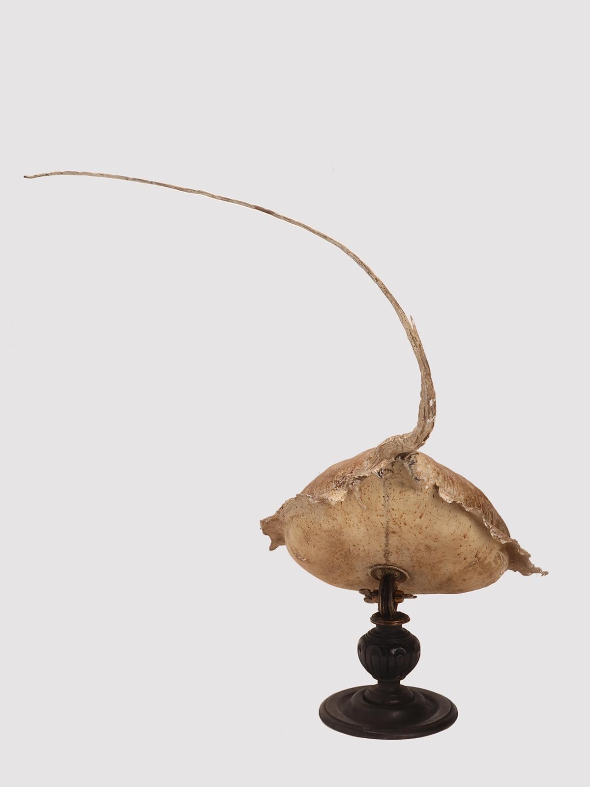 Taxidermy marine specimen: a Stingray fish, Italy 1870. For Sale 1