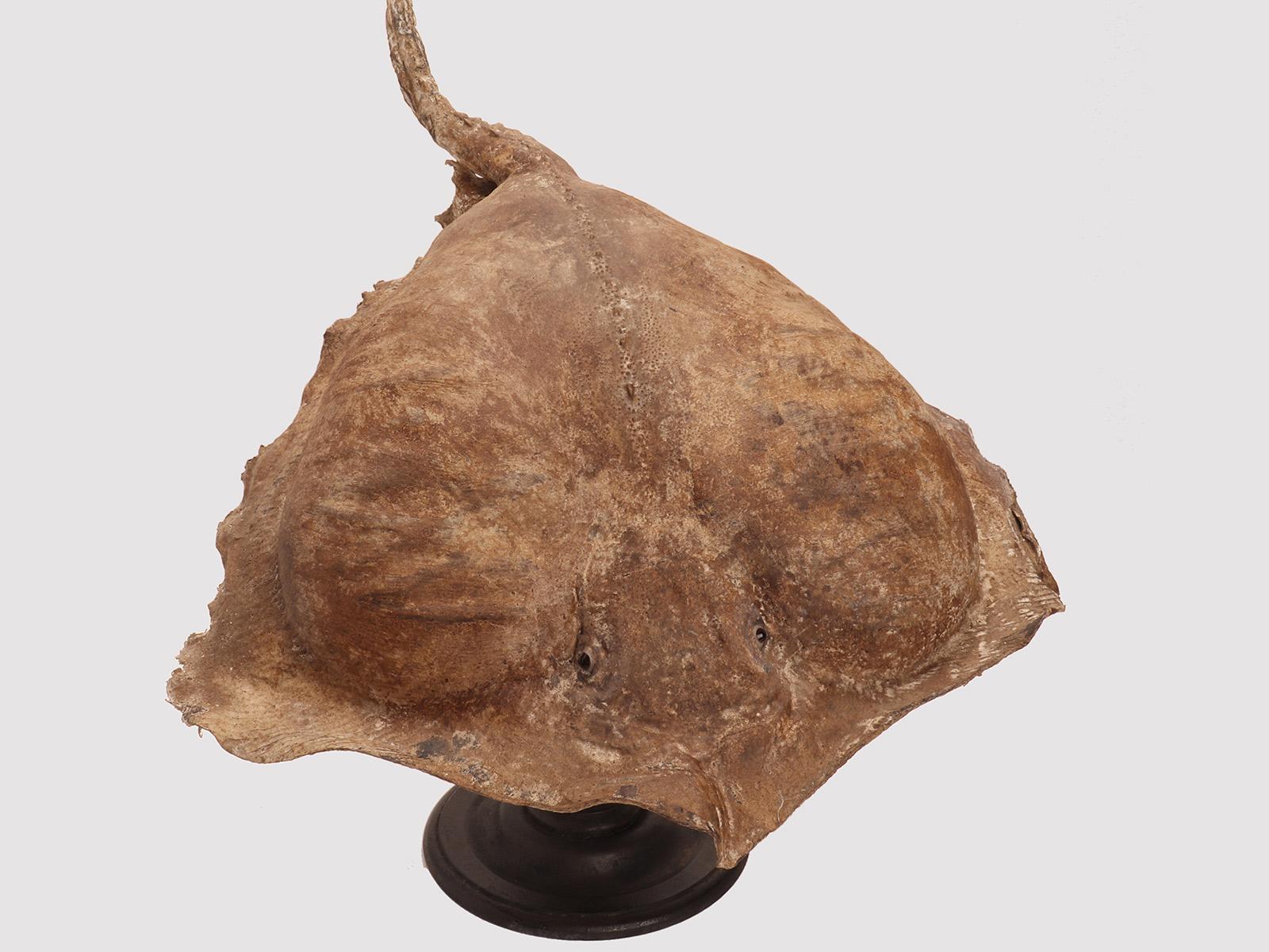 Taxidermy marine specimen: a Stingray fish, Italy 1870. For Sale 2