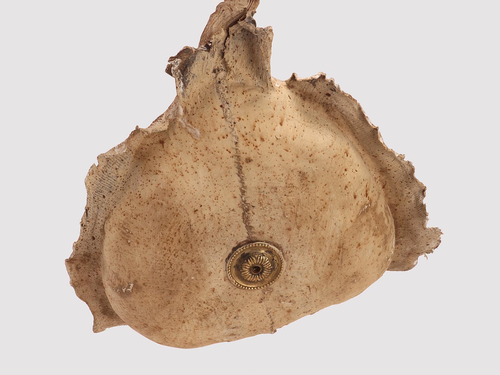 Taxidermy marine specimen: a Stingray fish, Italy 1870. For Sale 3