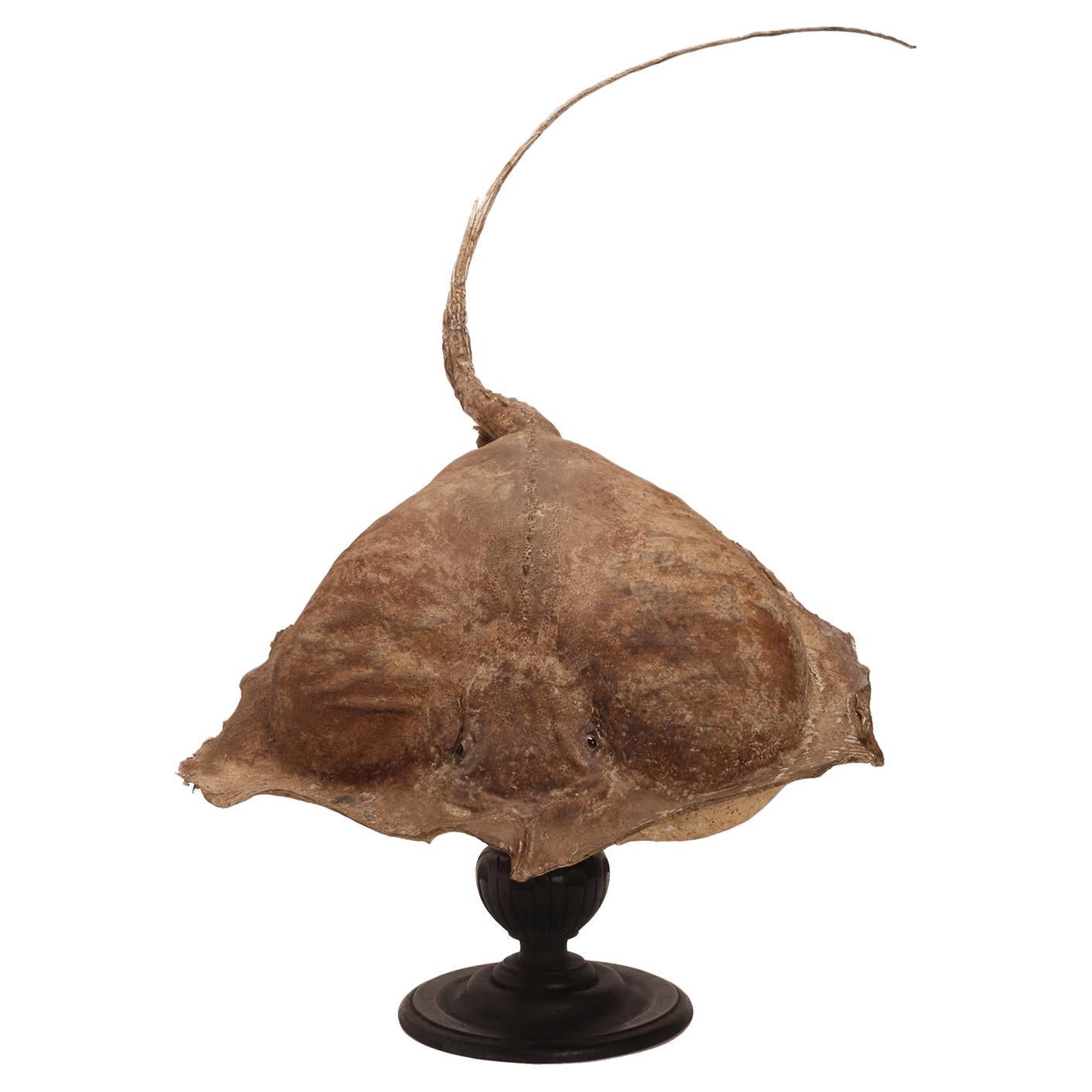Taxidermy marine specimen: a Stingray fish, Italy 1870. For Sale