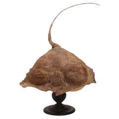 Taxidermy marine specimen: a Stingray fish, Italy 1870.