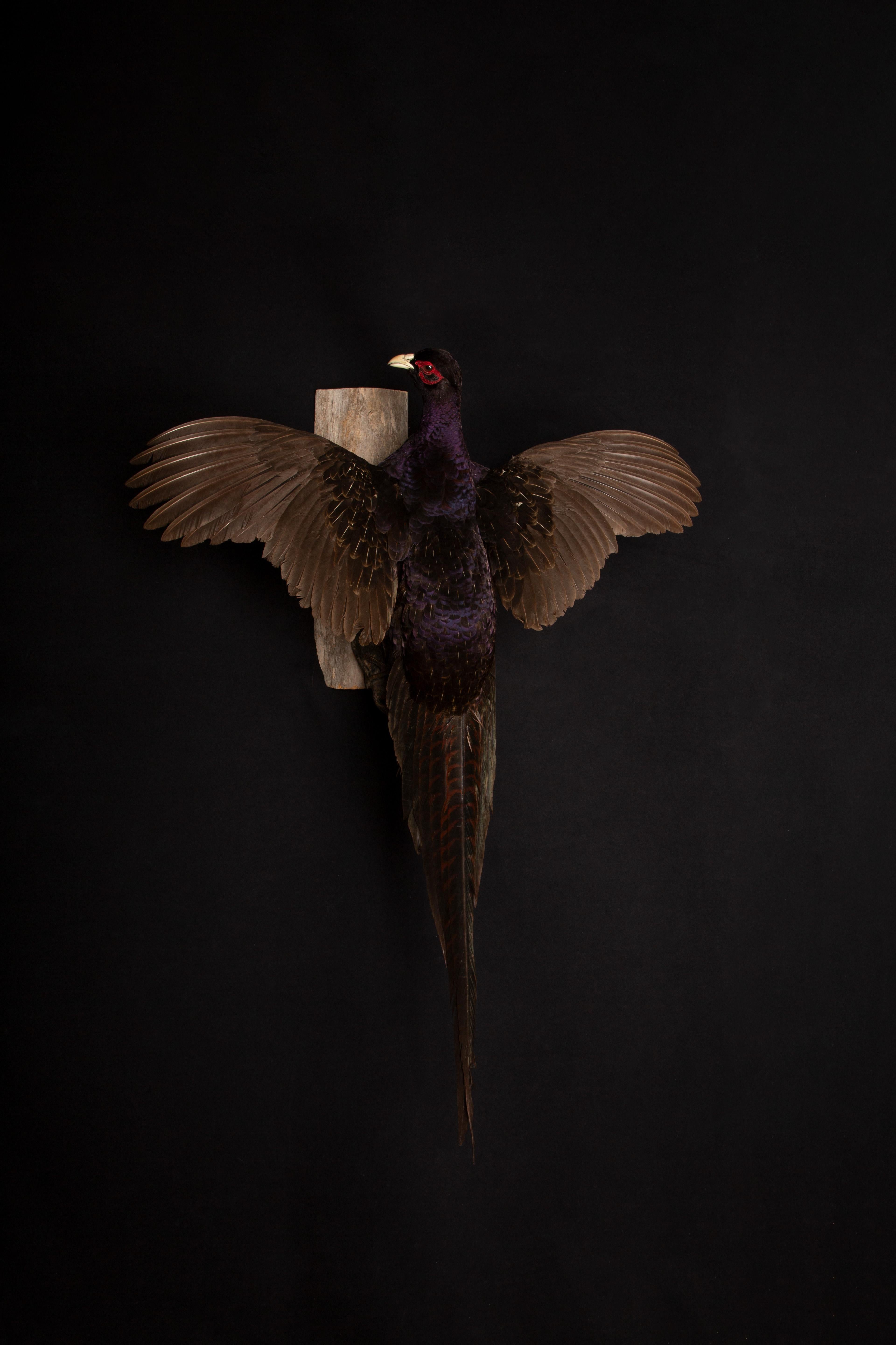 Dieses taxidermische Exemplar eines reinrassigen melanistischen Mutantenfasans zeigt die atemberaubende Schönheit seines schillernden grün-schwarzen Gefieders. Diese großen, auffälligen Fasane sind für ihre bemerkenswerte Fähigkeit bekannt, in
