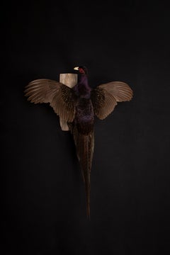Taxidermy Melanistic Mutant Pheasant