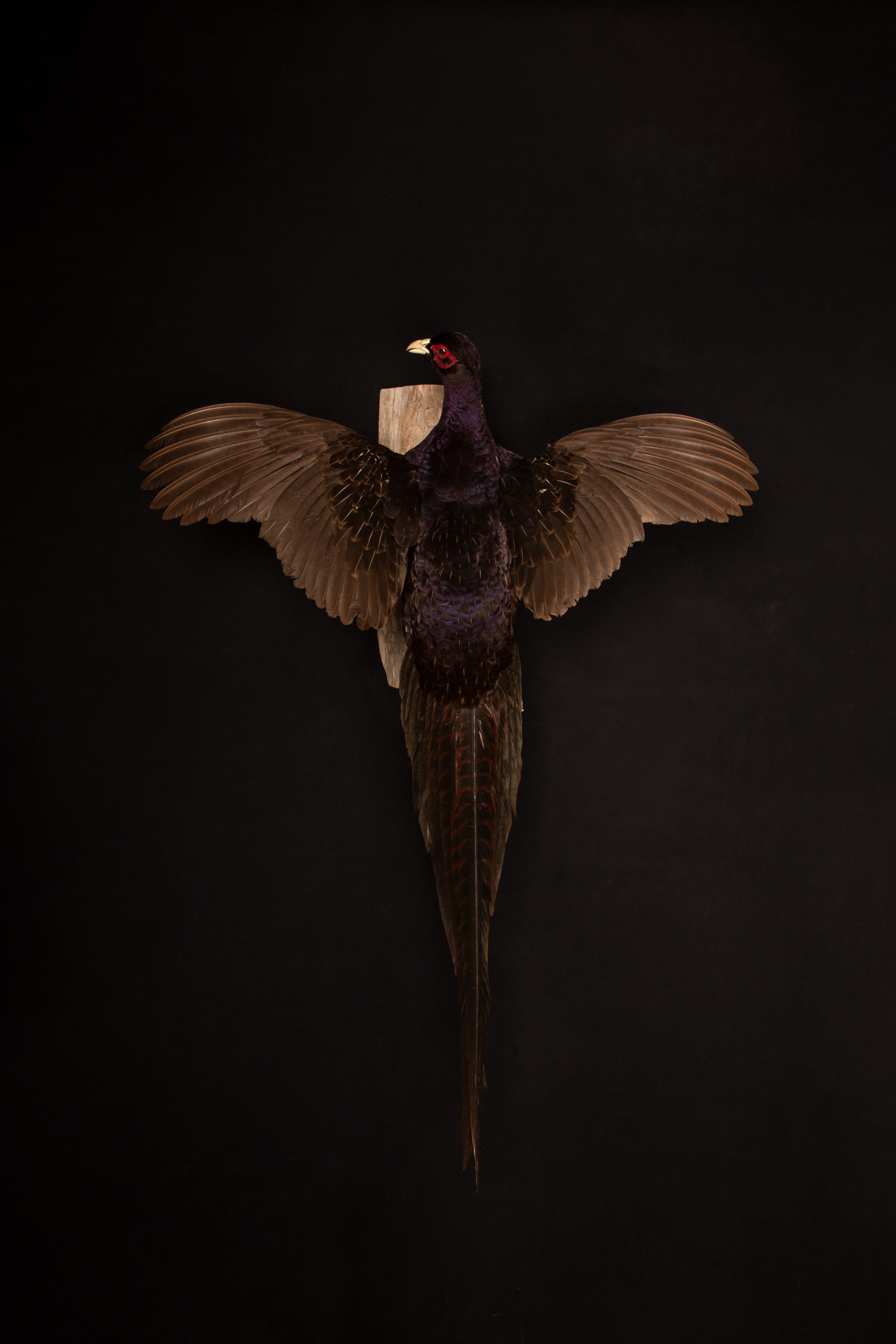 Taxidermie Melanistischer Mutantenfasan (amerikanisch) im Angebot