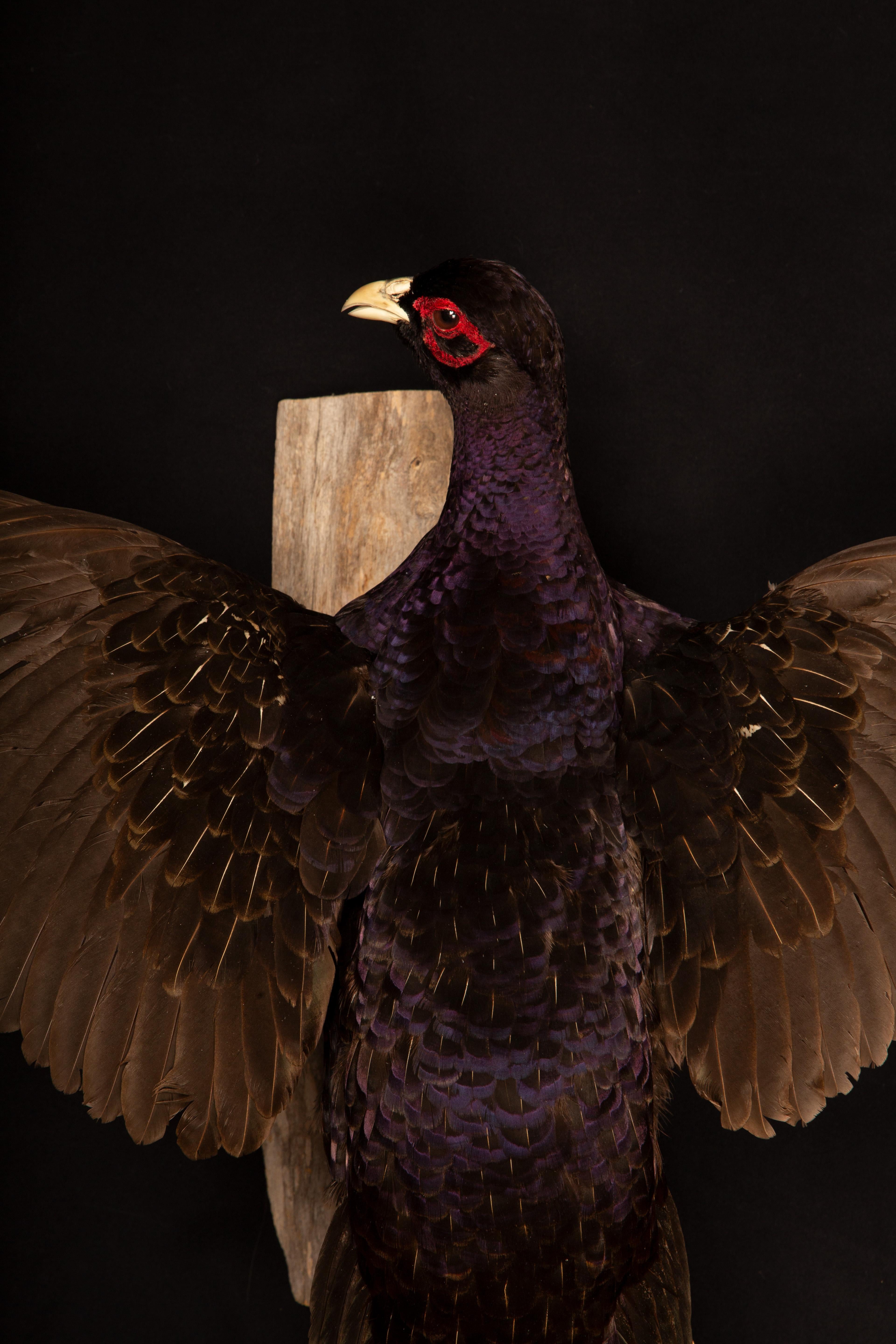 Taxidermie Melanistischer Mutantenfasan (21. Jahrhundert und zeitgenössisch) im Angebot