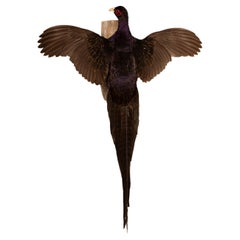 Faisán Mutante Melanístico Taxidermizado