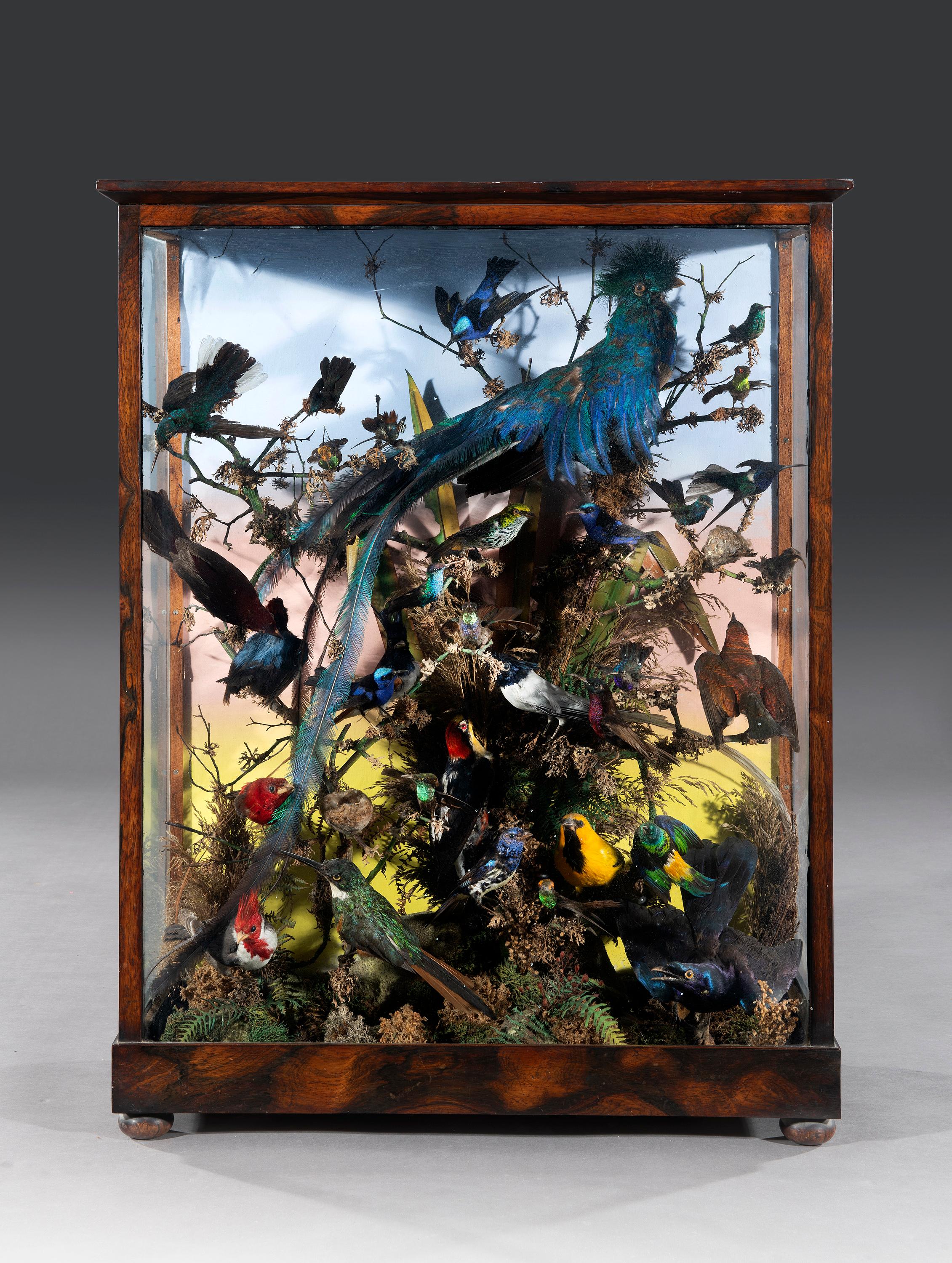 The various exotic birds are preserved and mounted in a naturalistic setting with reeds and rocks and mounted in a glazed and sealed rosewood cabinet. 

We have identified in the following birds in the cabinet to the best of our knowledge;

Top