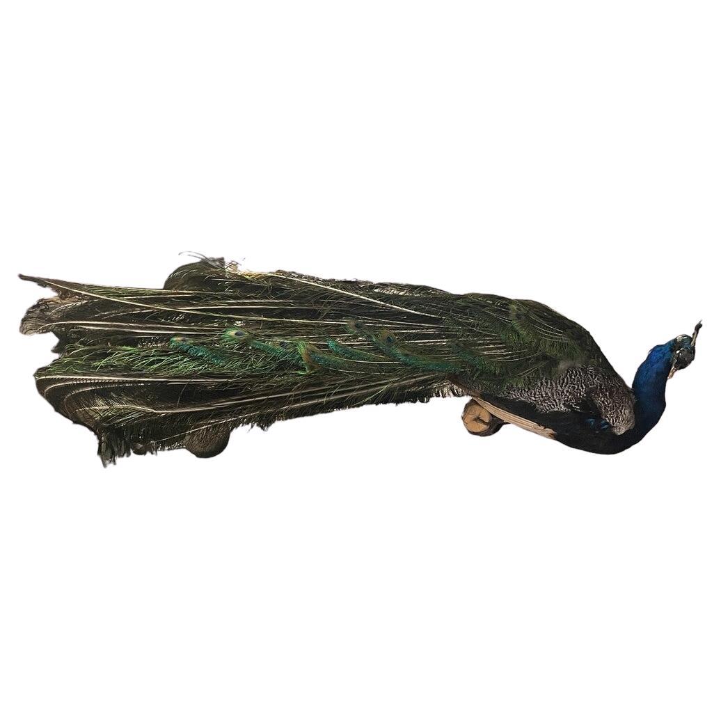 Taxidermy Mounted Blue Peacock
