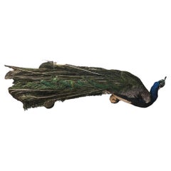 Vintage Taxidermy Mounted Blue Peacock