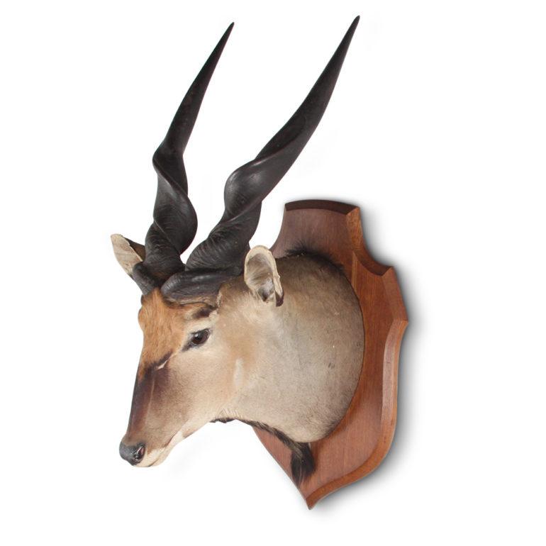 A large taxidermy head of a spiral-horned antelope, or eland, mounted to an oak shield-shaped backing piece.







    