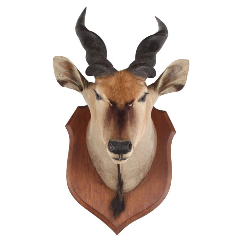 Taxidermy Mounted Eland Head