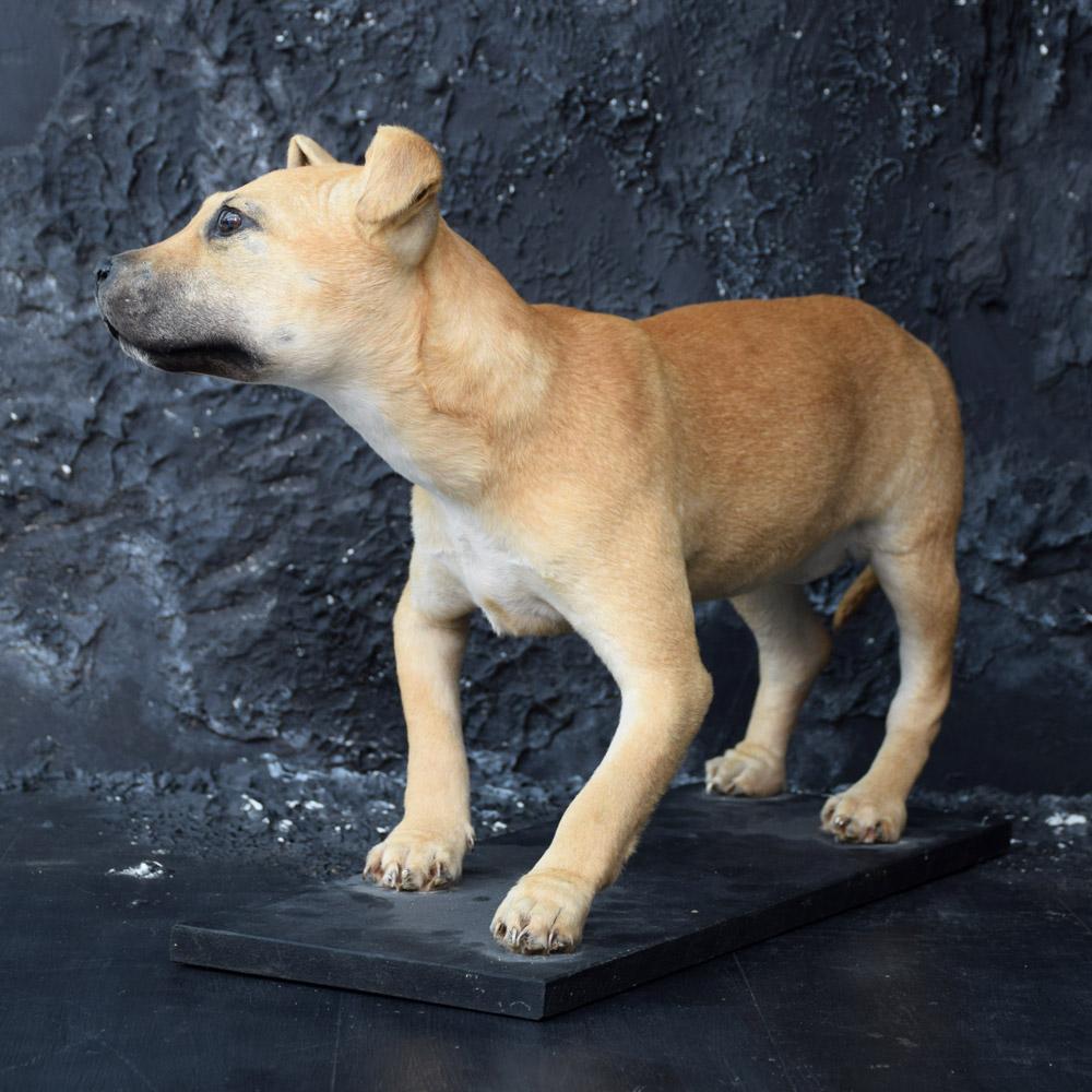 Taxidermy Mounted Female Staffordshire Bull Terrier 1