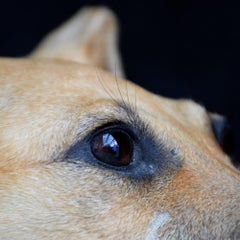 Taxidermy Mounted Female Staffordshire Bull Terrier