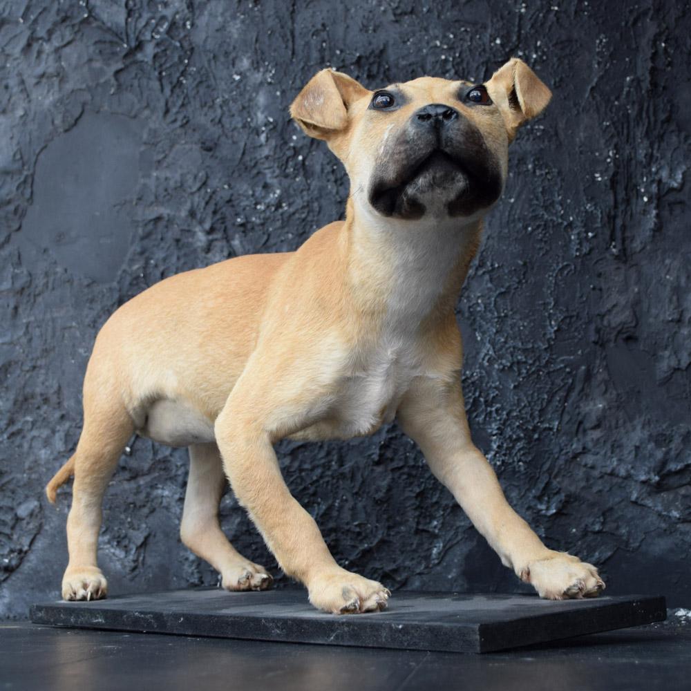 Hand-Crafted Taxidermy Mounted Female Staffordshire Bull Terrier