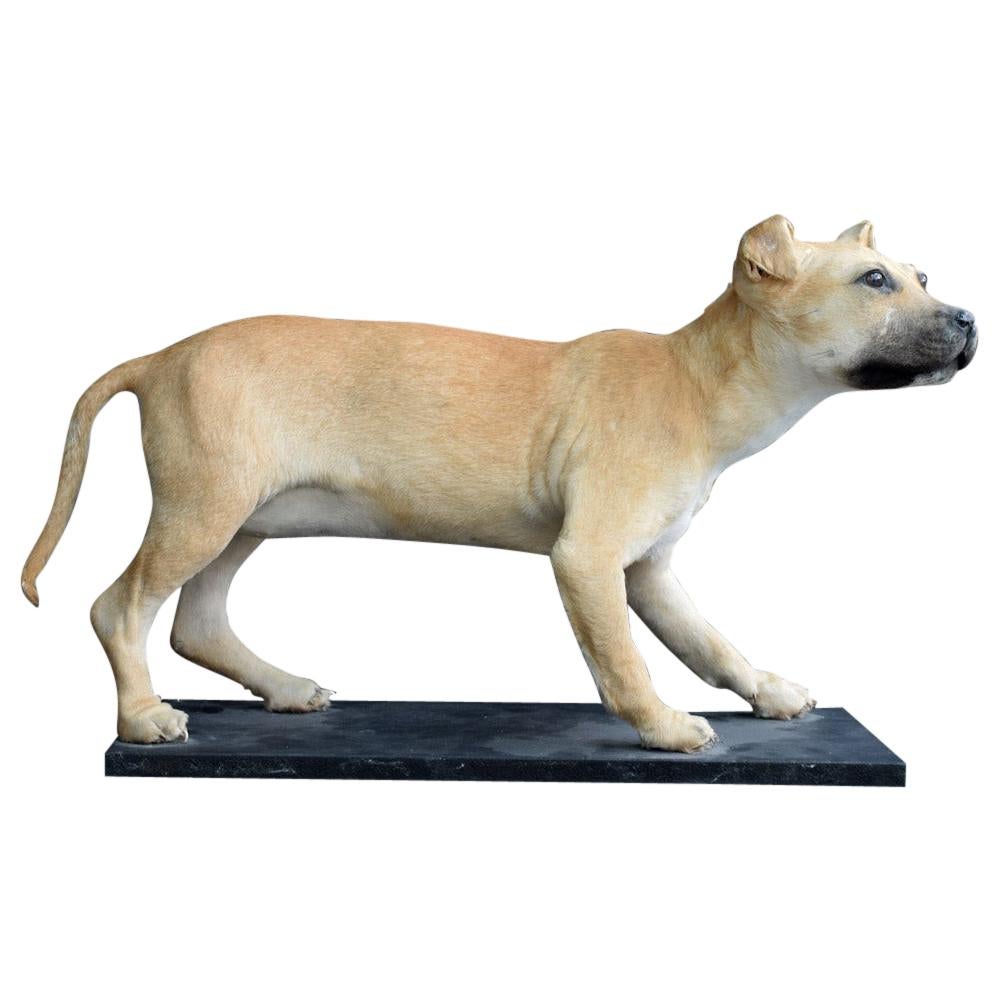 Taxidermy Mounted Female Staffordshire Bull Terrier