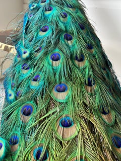 Taxidermy Mounted Peacock Male