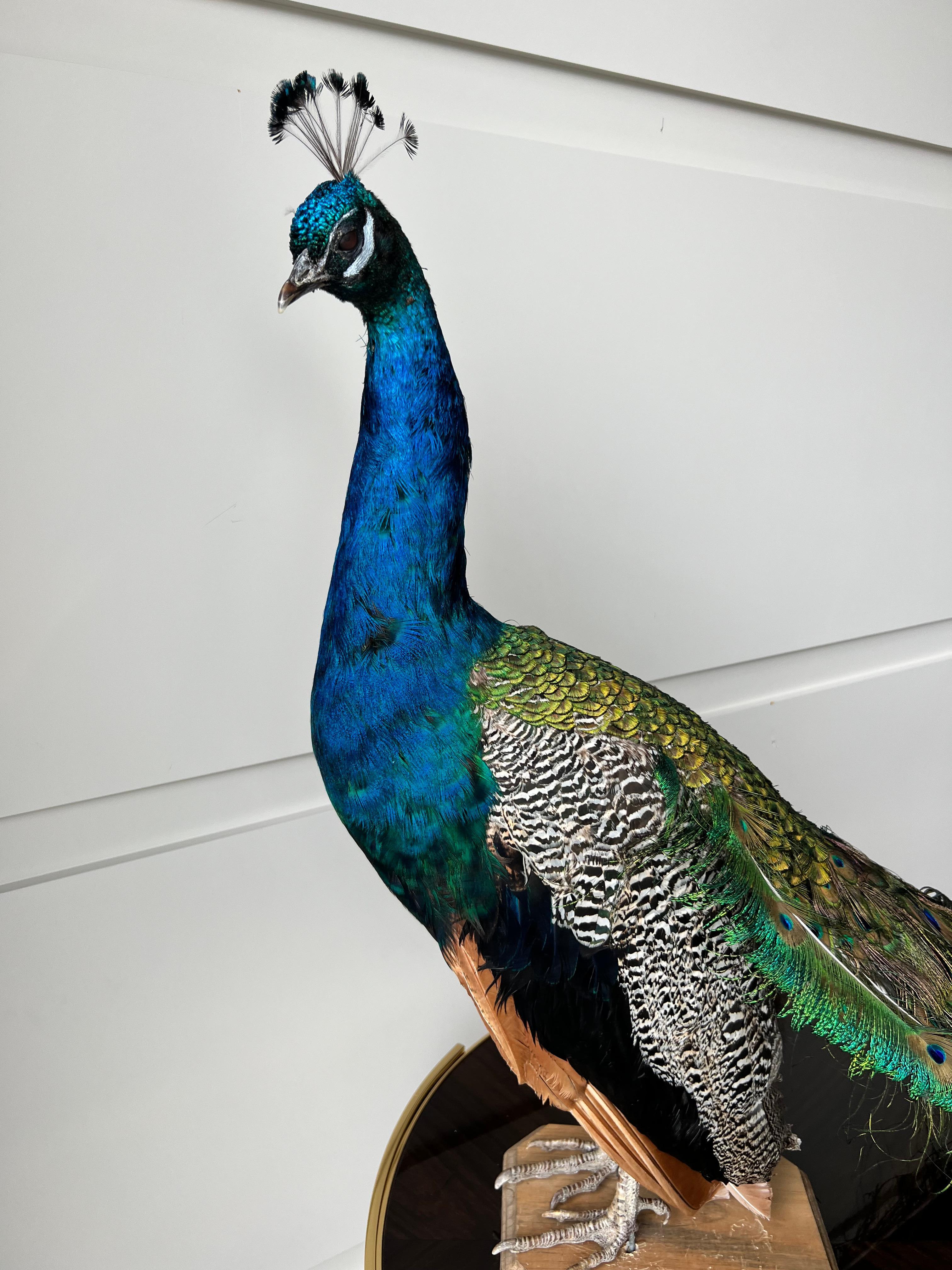 American Taxidermy Mounted Peacock Male For Sale