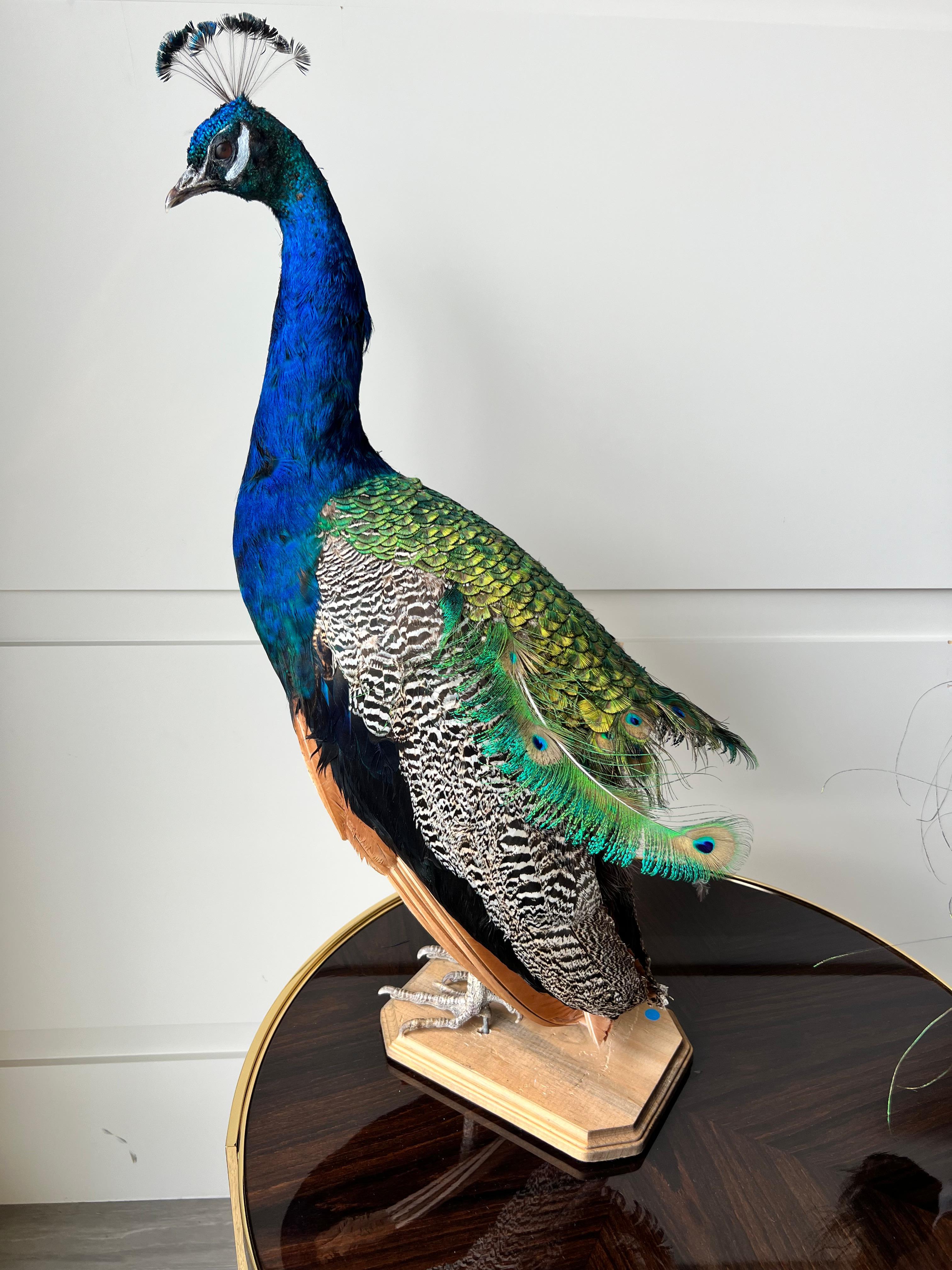 Contemporary Taxidermy Mounted Peacock Male For Sale