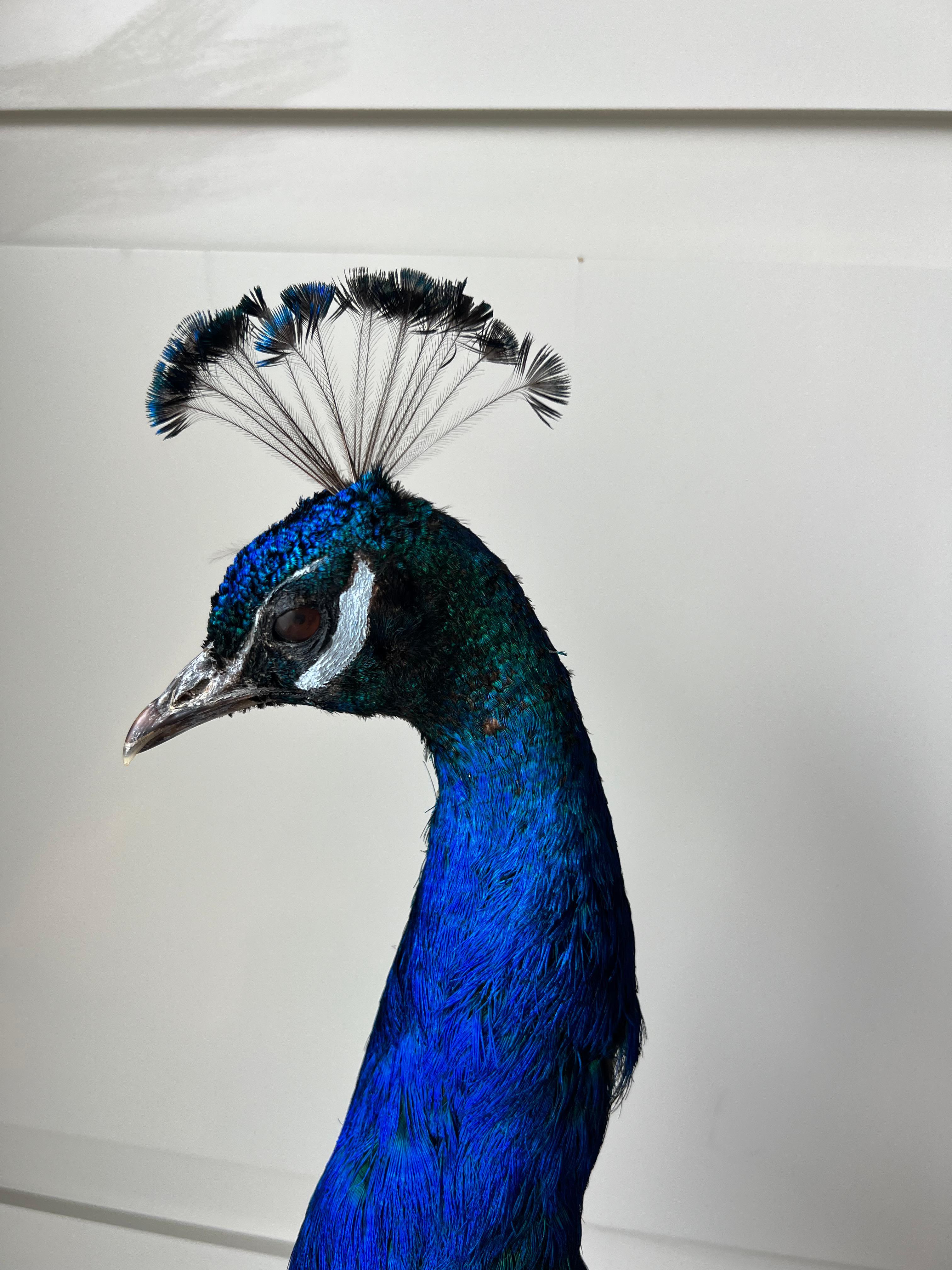 Taxidermy Mounted Peacock Male For Sale 2