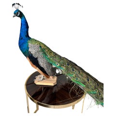 Paon mâle monté en taxidermie 