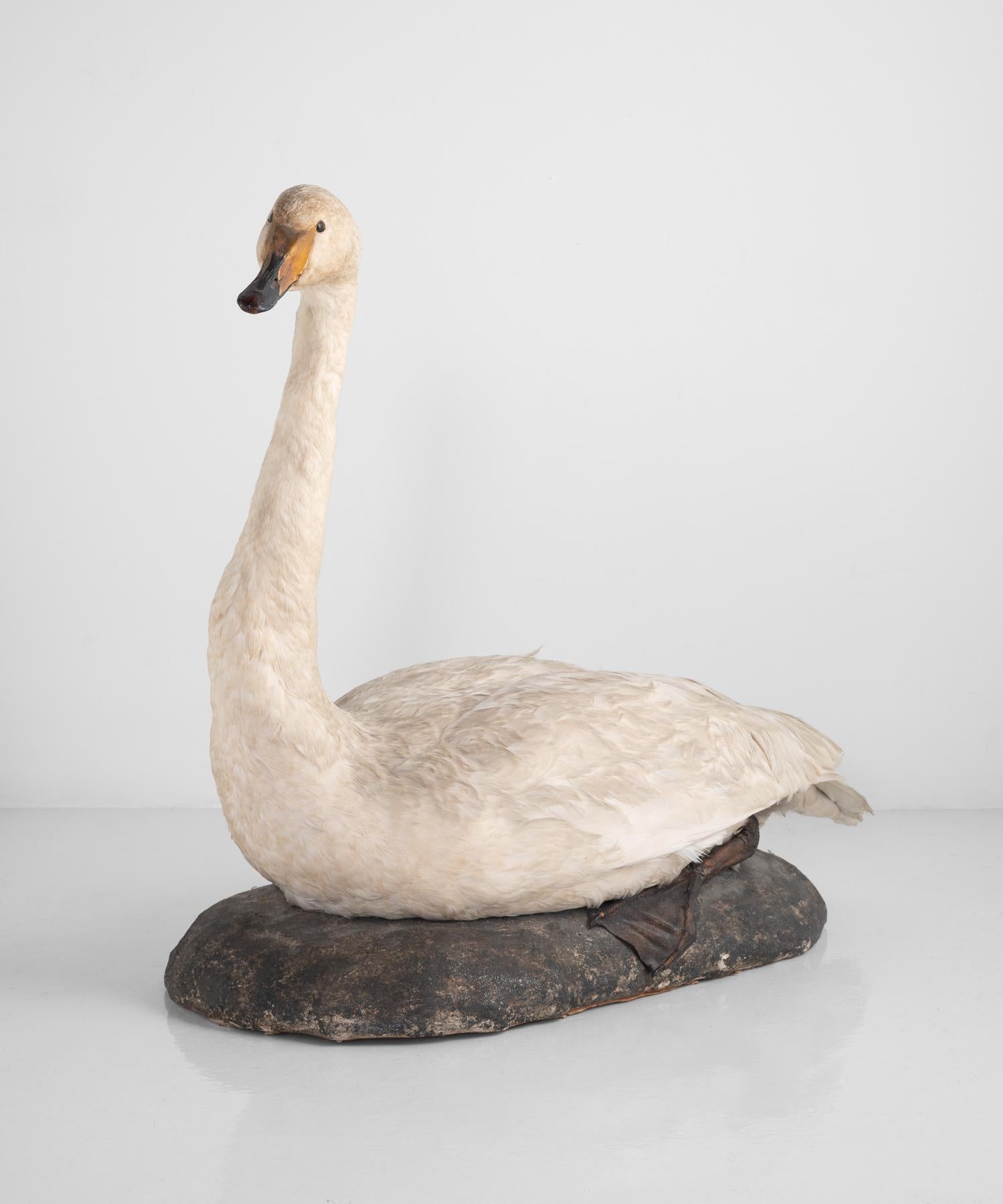 Taxidermy mute swan, England, circa 1930.

Sits at rest on a simple base.