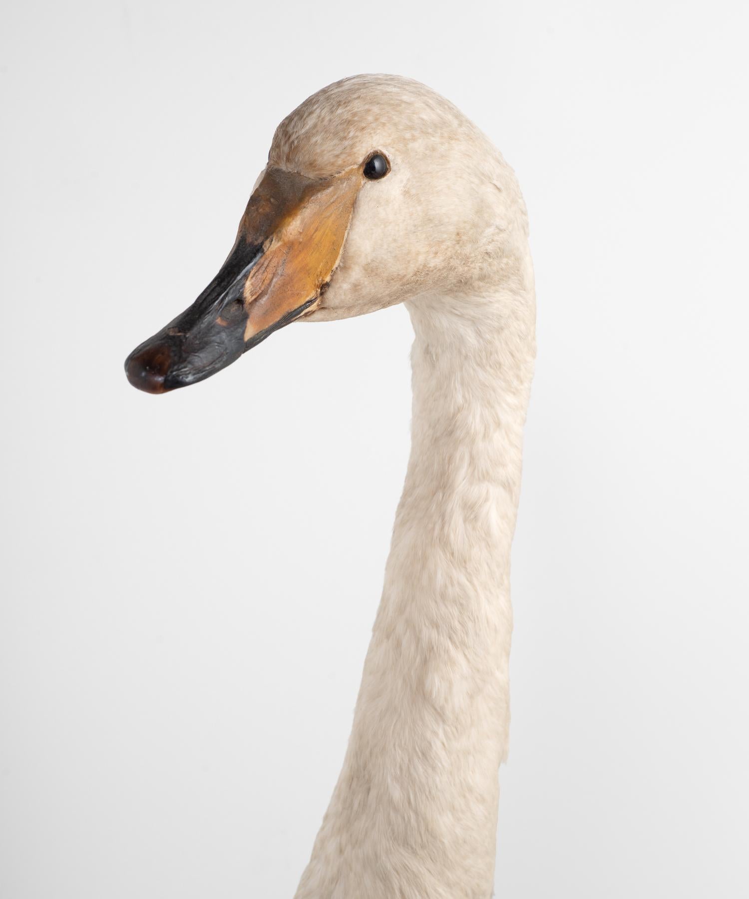 taxidermy swan for sale