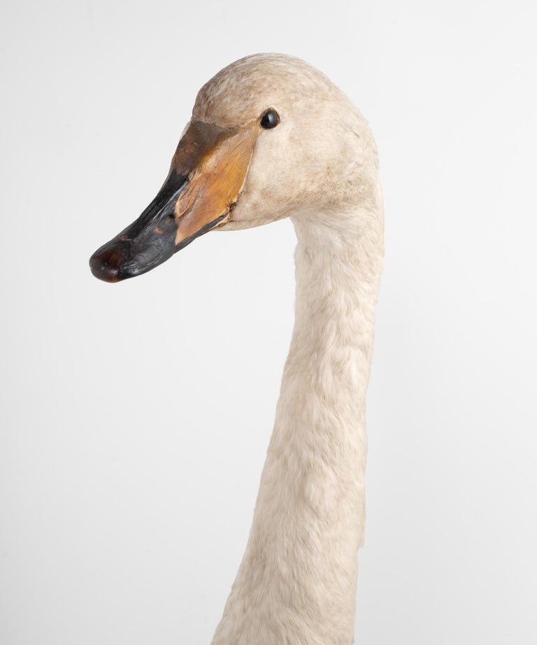 Taxidermy Mute Swan, England, circa 1930 at 1stDibs taxidermy swan
